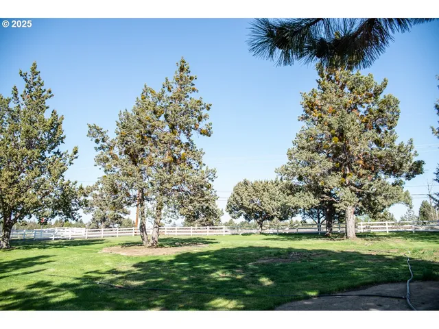 a view of a park that has large trees with of trees