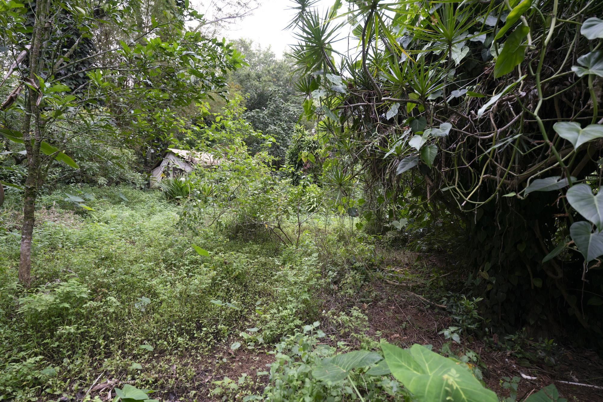 1448 West Kuiaha Road Haiku, HI 96708 - Photo 11 of 23 a view of a forest with a tree