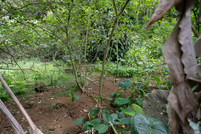 $1,100,000 | 1448 West Kuiaha Road, Haiku, HI 96708