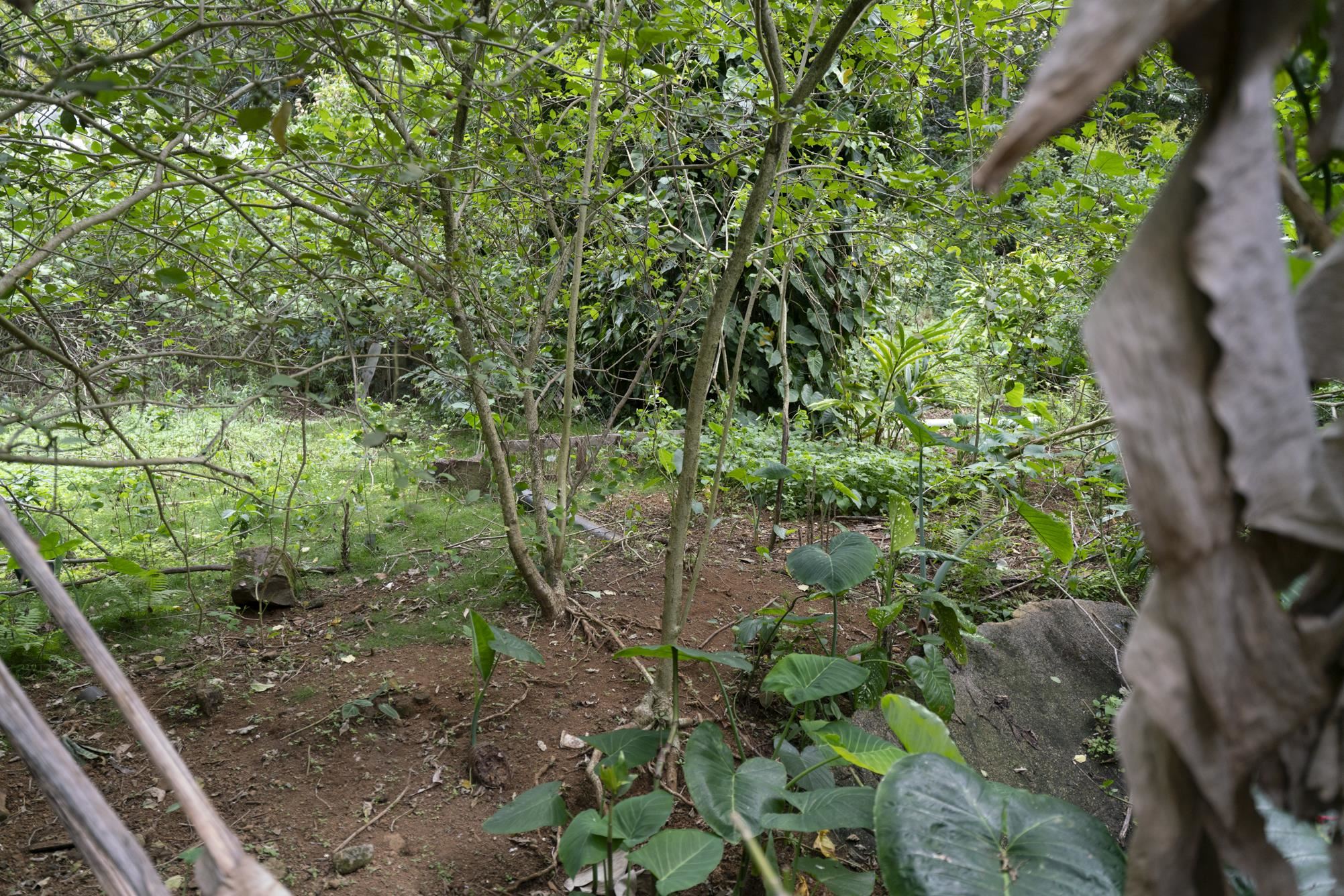 1448 West Kuiaha Road Haiku, HI 96708 - Photo 18 of 23 a view of a forest with a trees
