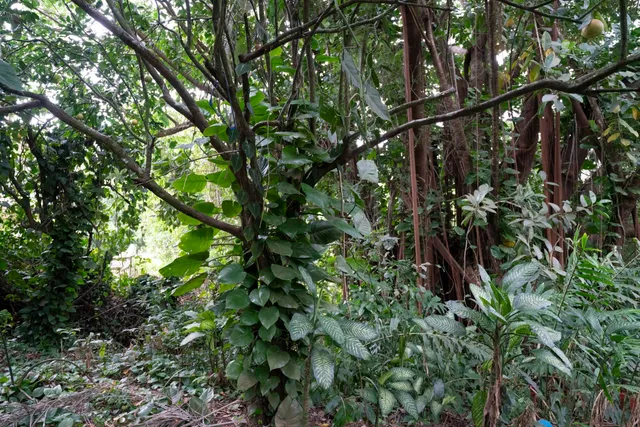 $1,100,000 | 1448 West Kuiaha Road, Haiku, HI 96708