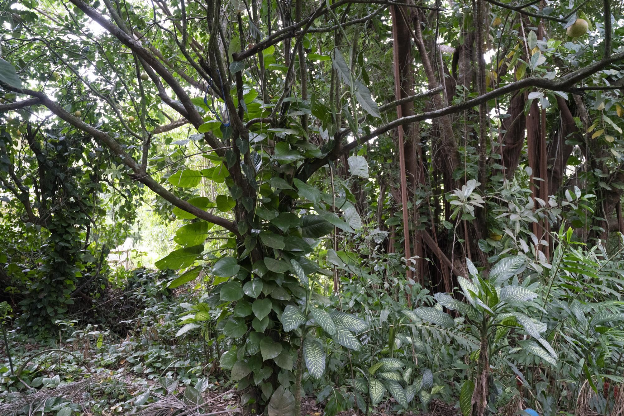 1448 West Kuiaha Road Haiku, HI 96708 - Photo 19 of 23 a close up of a tree in a garden