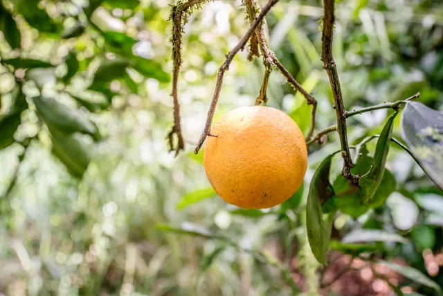 $1,100,000 | 1448 West Kuiaha Road, Haiku, HI 96708