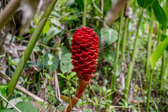 $1,100,000 | 1448 West Kuiaha Road, Haiku, HI 96708