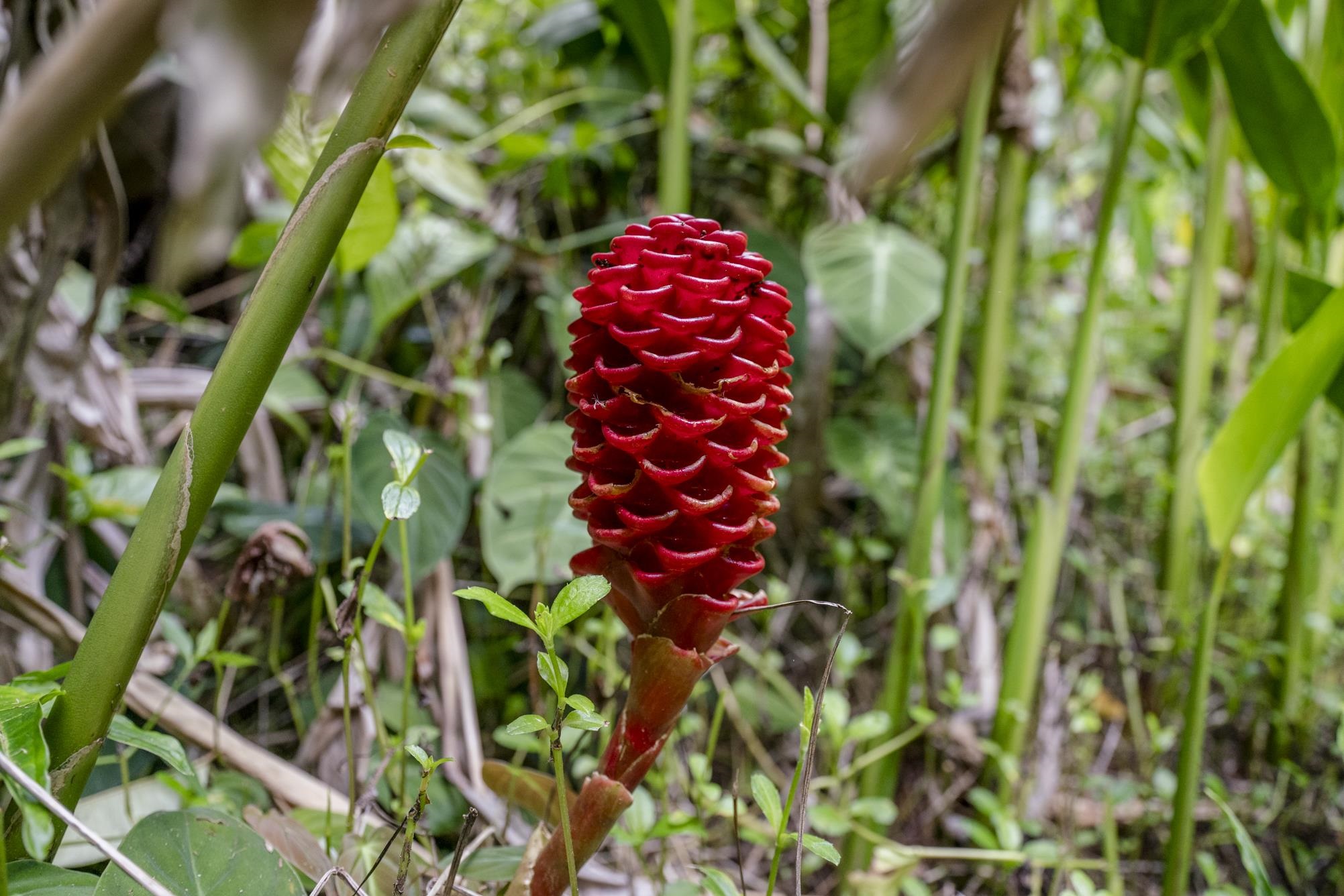 1448 West Kuiaha Road Haiku, HI 96708 - Photo 21 of 23 a view of a yard