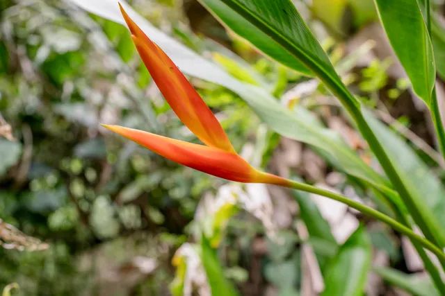 $1,100,000 | 1448 West Kuiaha Road, Haiku, HI 96708