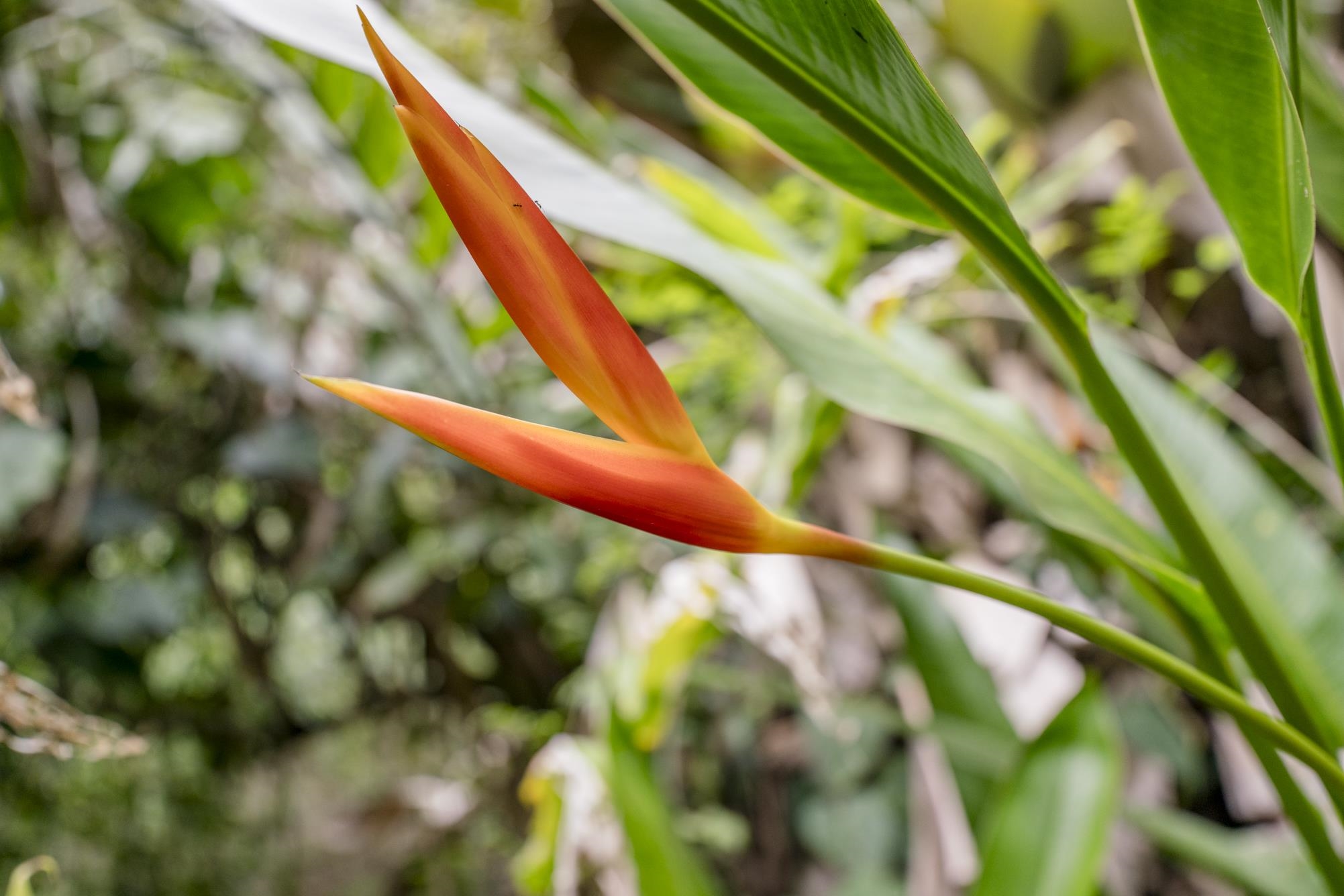 1448 West Kuiaha Road Haiku, HI 96708 - Photo 22 of 23 a view of a tree