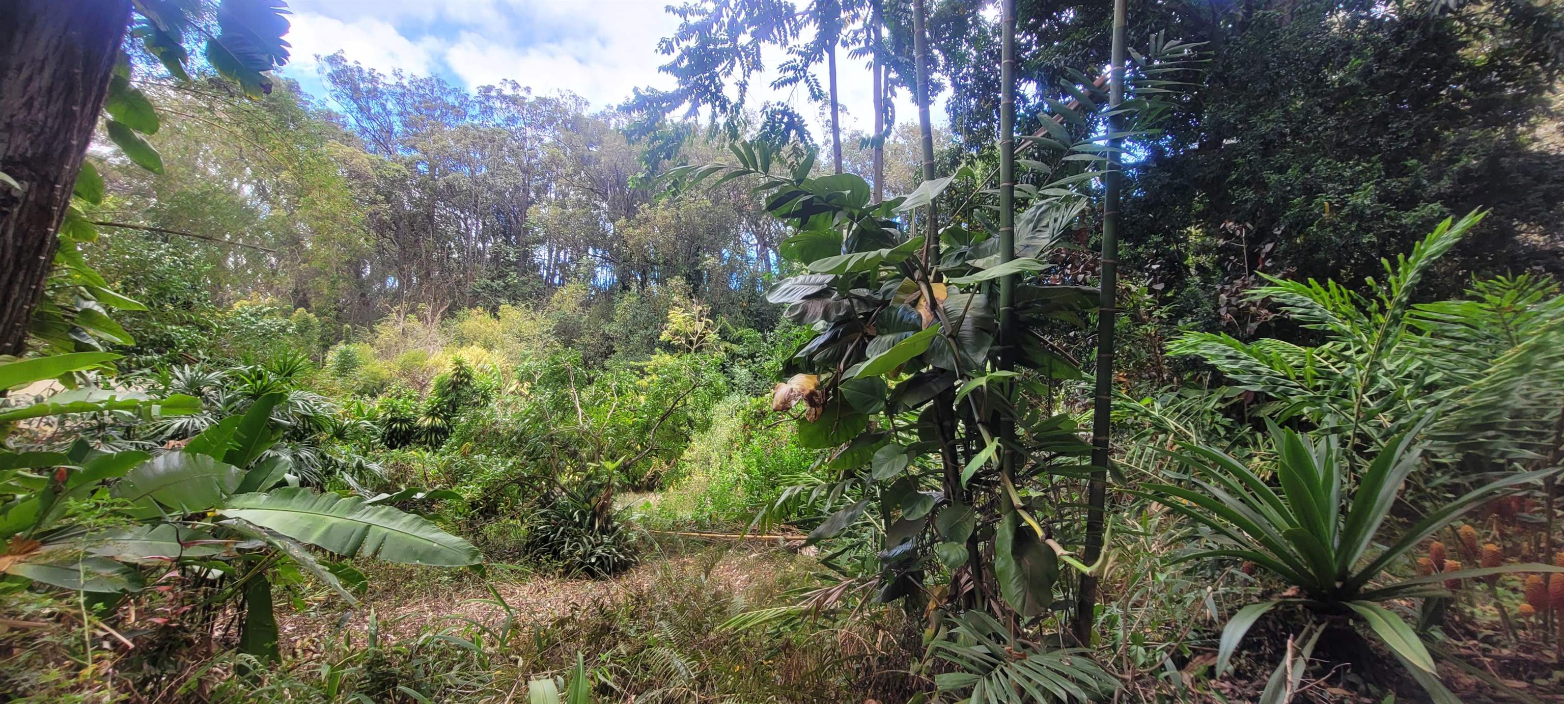 1448 West Kuiaha Road Haiku, HI 96708 - Photo 3 of 23 a view of a tree