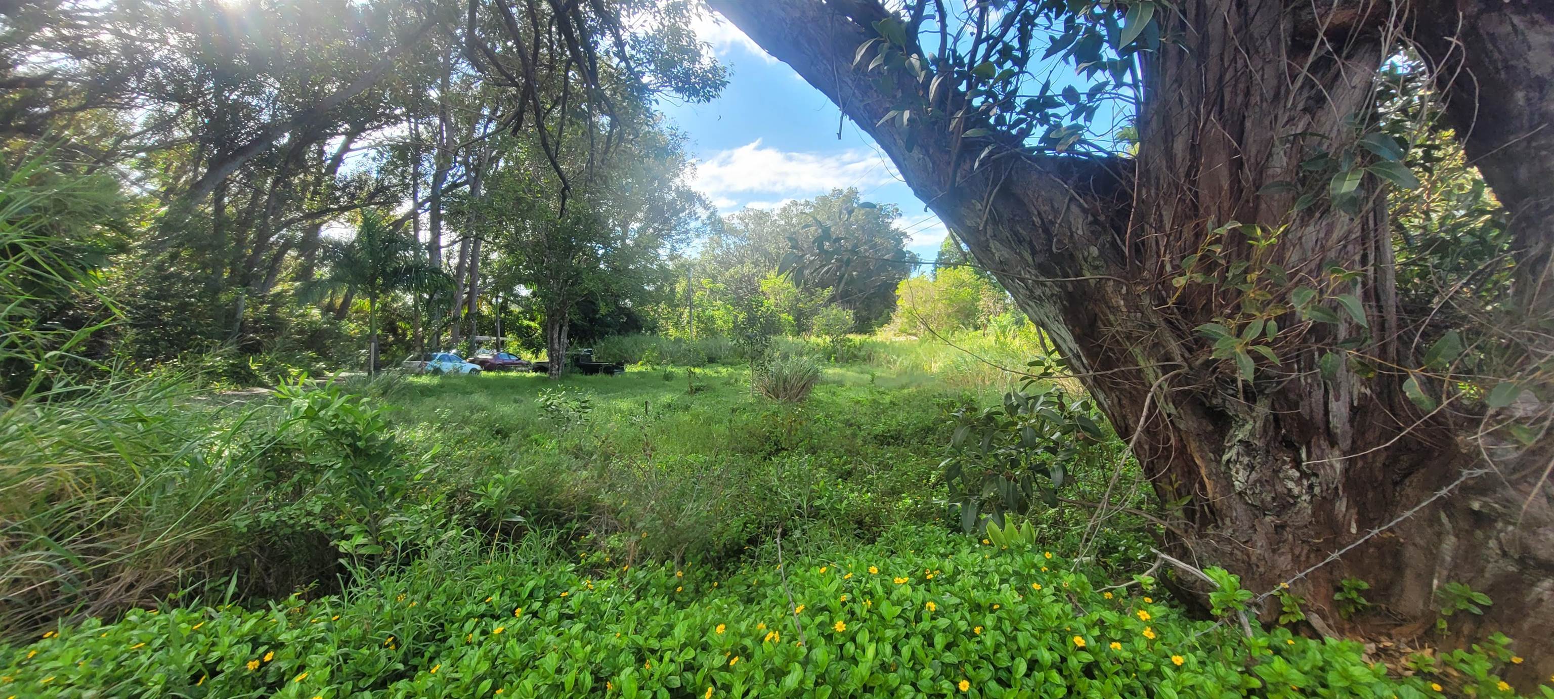 1448 West Kuiaha Road Haiku, HI 96708 - Photo 5 of 23 a view of yard