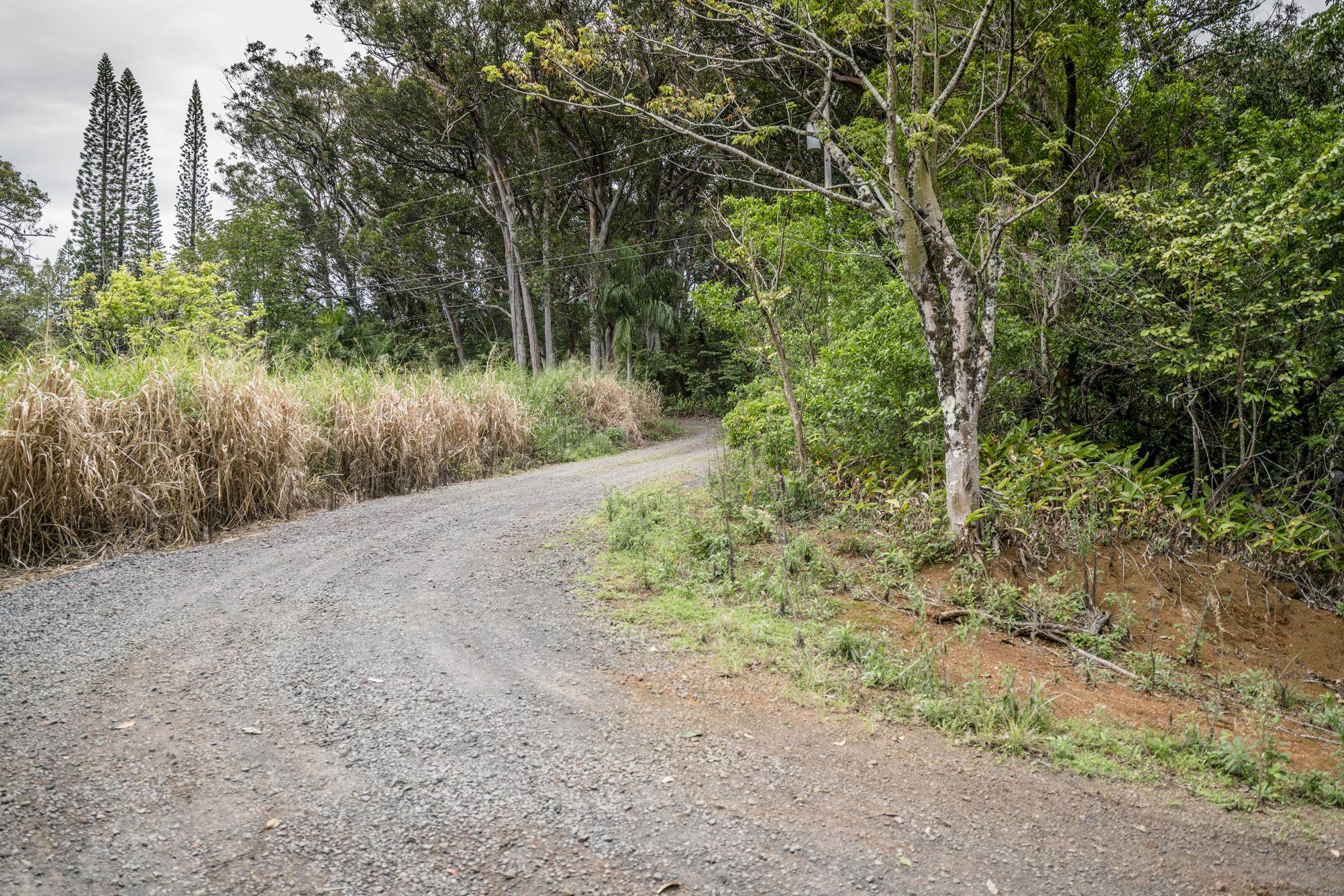 1448 West Kuiaha Road Haiku, HI 96708 - Photo 9 of 23 a big yard with lots of green space and plants