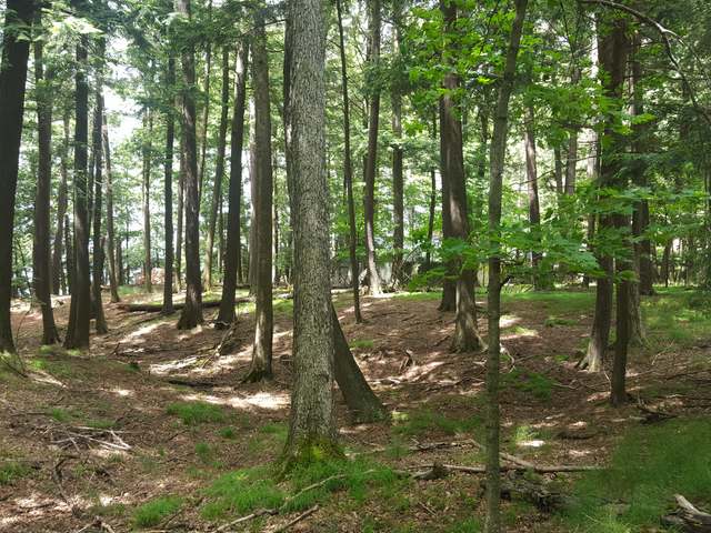 Lot 2 Wheeler Island Road Three Lakes, WI 54562 - Photo 3 of 20 Gallery Image 3