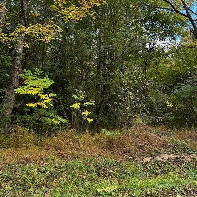 288 Logtown Road Dayton, TN 37321 - Photo 11 of 17 a view of a tree