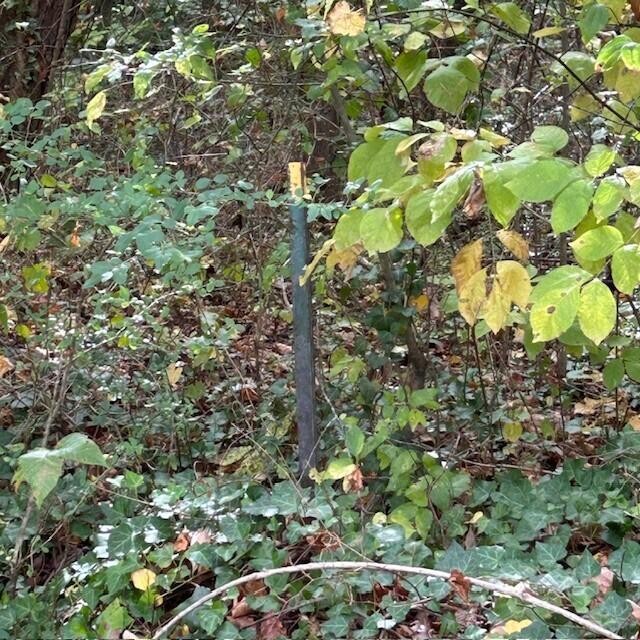 288 Logtown Road Dayton, TN 37321 - Photo 2 of 17 a picture of tree