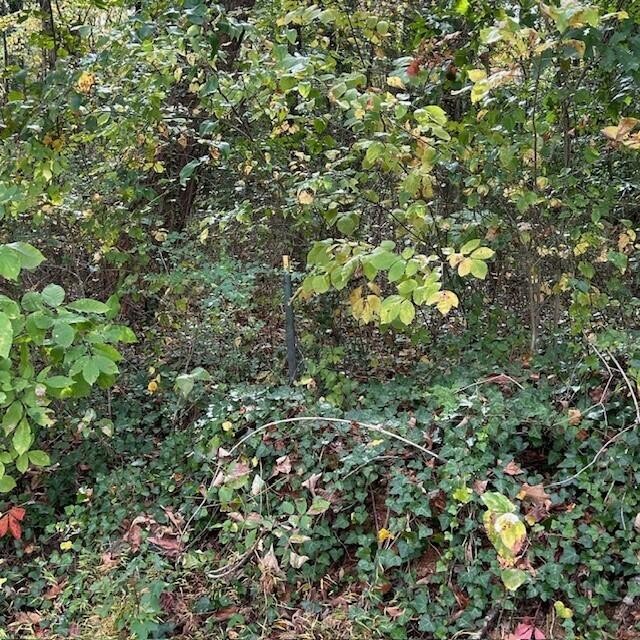 288 Logtown Road Dayton, TN 37321 - Photo 3 of 17 view of a tree