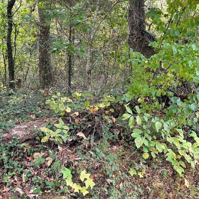 288 Logtown Road Dayton, TN 37321 - Photo 6 of 17 a view of a forest