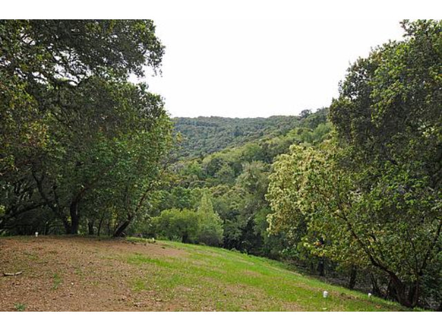 3895 Page Mill Road Los Altos, CA 94022 - Photo 14 of 15 a view of a yard with a tree
