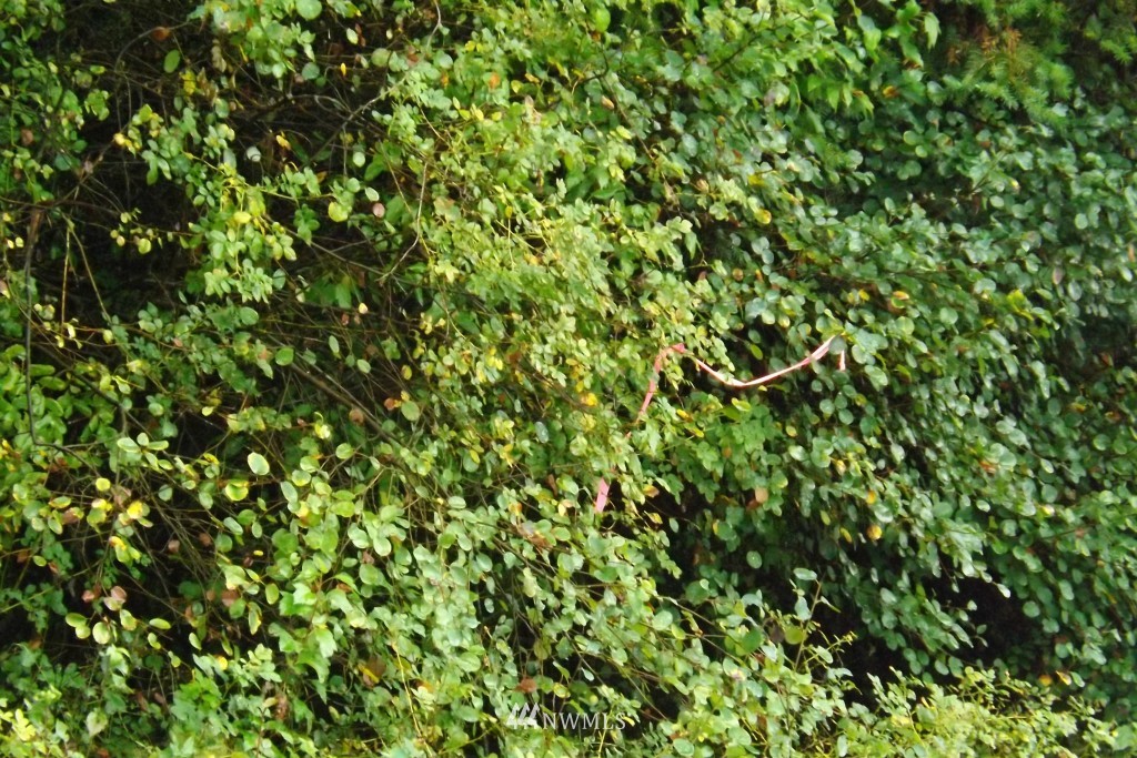 0 Gray Road, Unit LOT 7 Toledo, WA 98591 - Photo 7 of 9 Gallery Image 7
