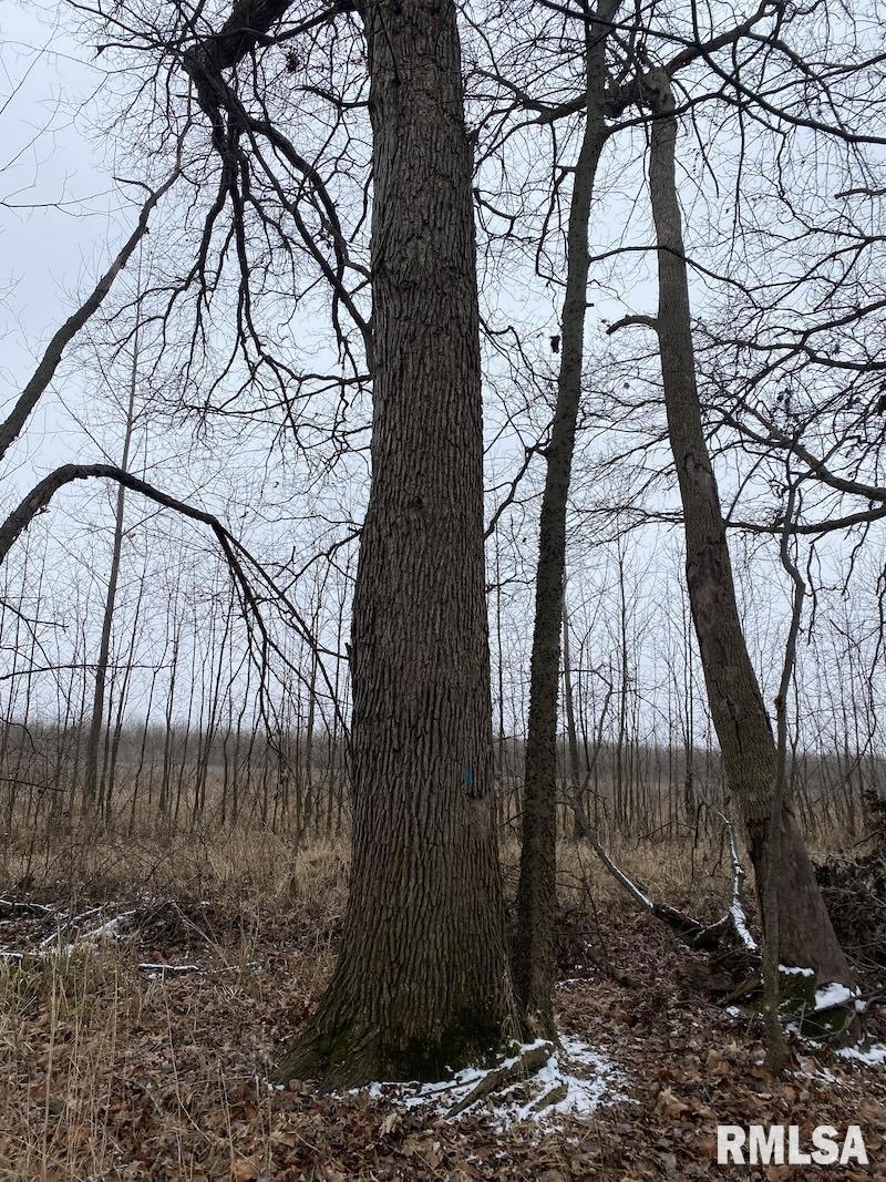 0 North County Road 150 Sumner, IL 62466 - Photo 8 of 18