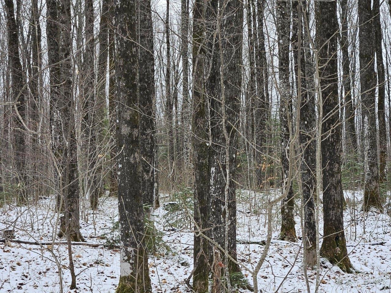 On On Trott Road Mellen, WI 54546 - Photo 6 of 17 Gallery Image 6