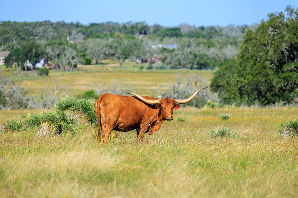 783 North Ranch Road 783 Harper, TX 78631 - Photo 9 of 30 Gallery Image 9