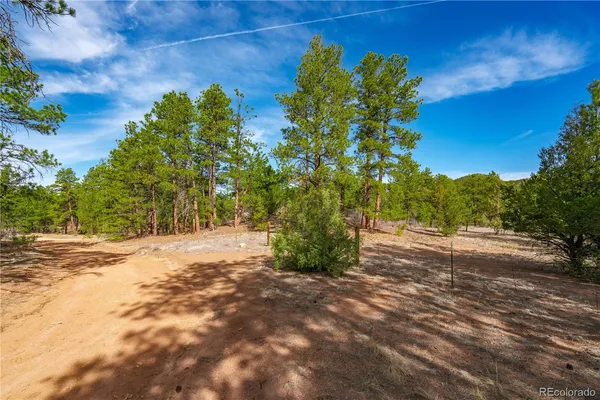 a view of a yard with plants and trees