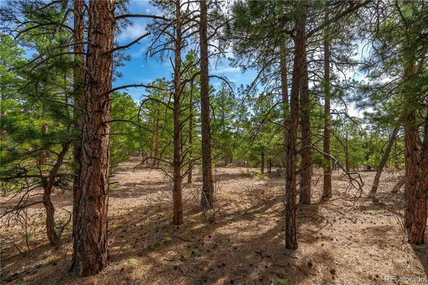 a view of a forest filled with trees