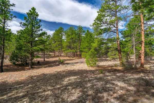 a view of a yard with plants and trees