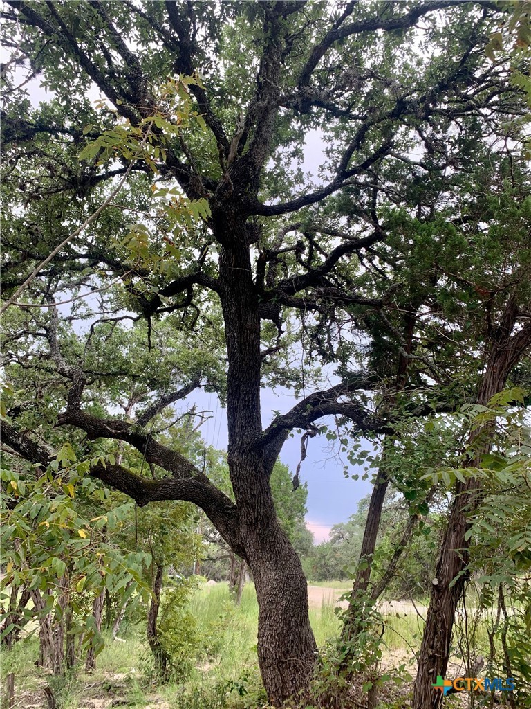 Lot 151 Stagecoach Trail Spring Branch Spring Branch, TX 78070 - Photo 4 of 15