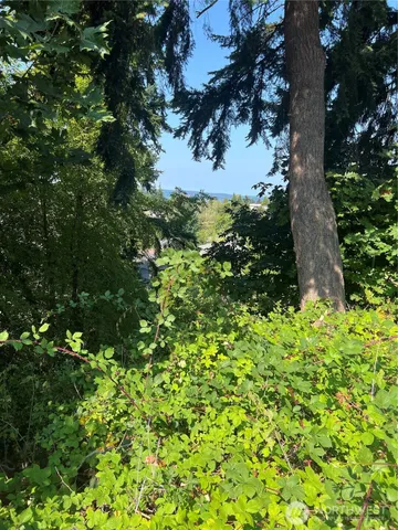 a view of a tree in a garden