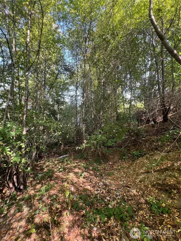 a view of a yard with plants and large trees