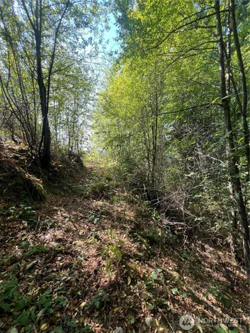 a view of a forest that has large trees