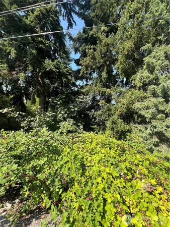 a view of a bunch of trees