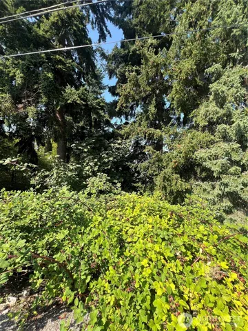 a view of a bunch of trees