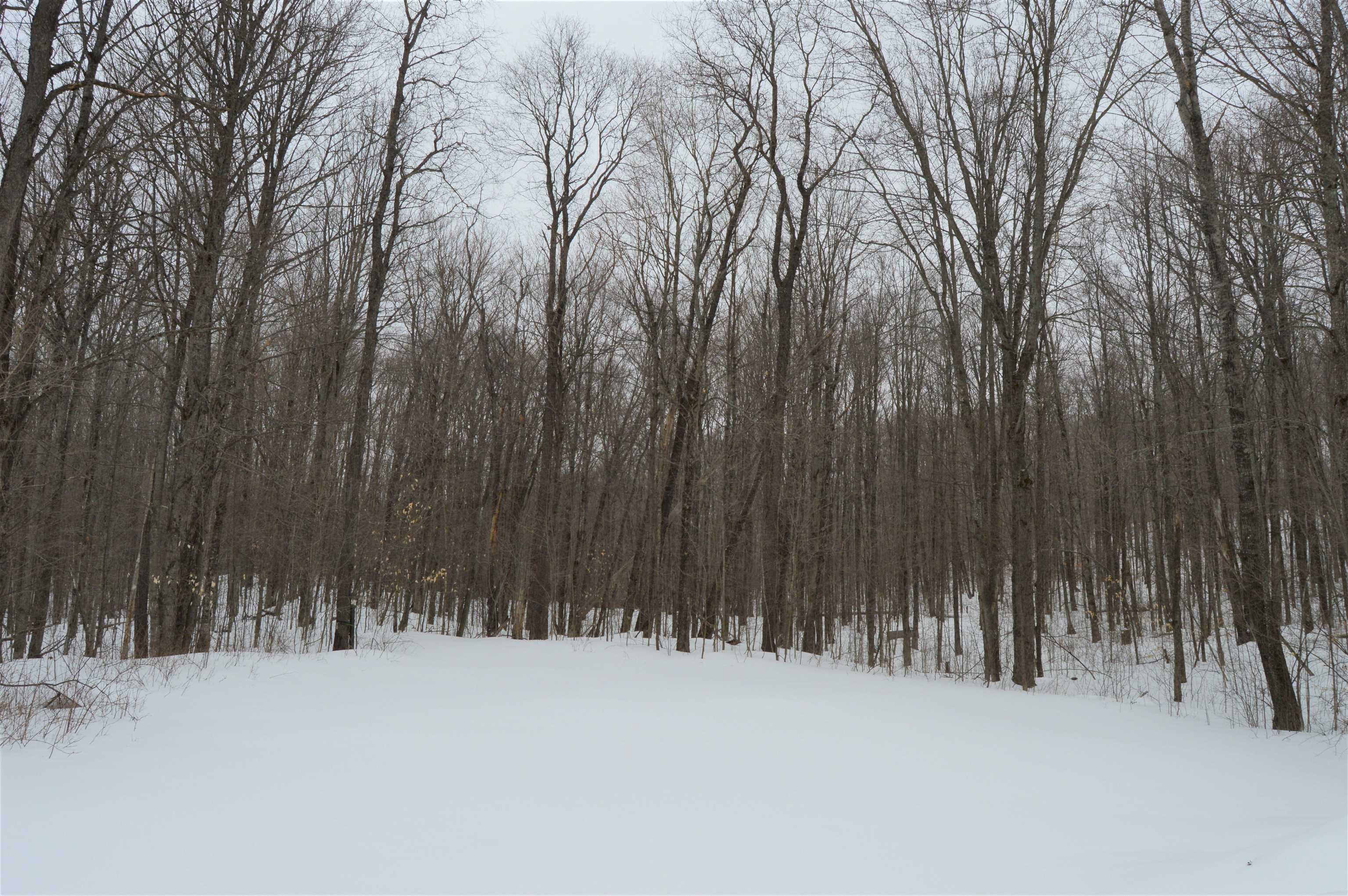 1556 South Magee Road Vanderbilt, MI 49795 - Photo 10 of 22 1897394-9.JPG