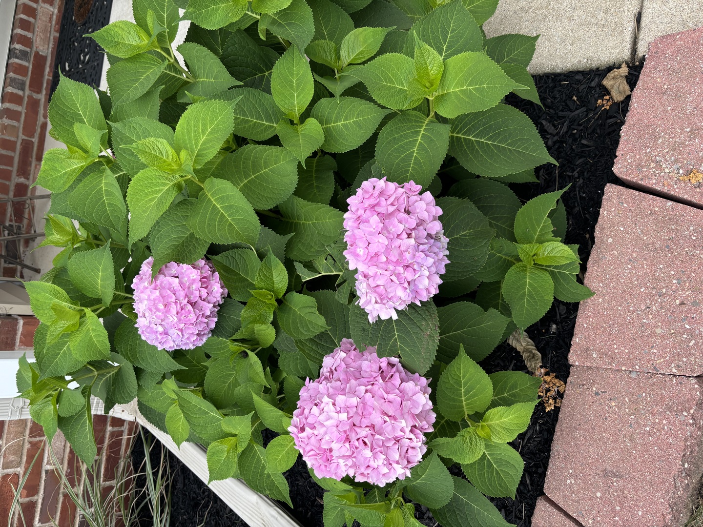 3283 Marimarsh Lane Normal, IL 61761 - Photo 7 of 28 a view of a flower in a garden