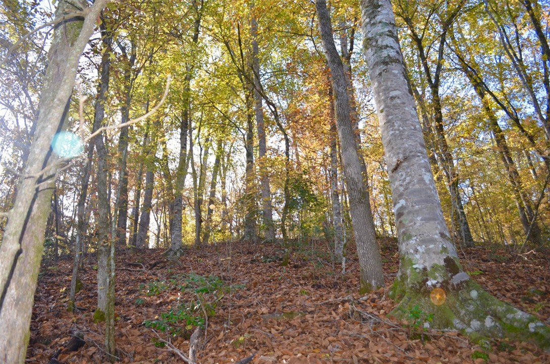 137 Blue Jay Road Central, SC 29630 - Photo 42 of 43 Lots of woods to explore and enjoy
