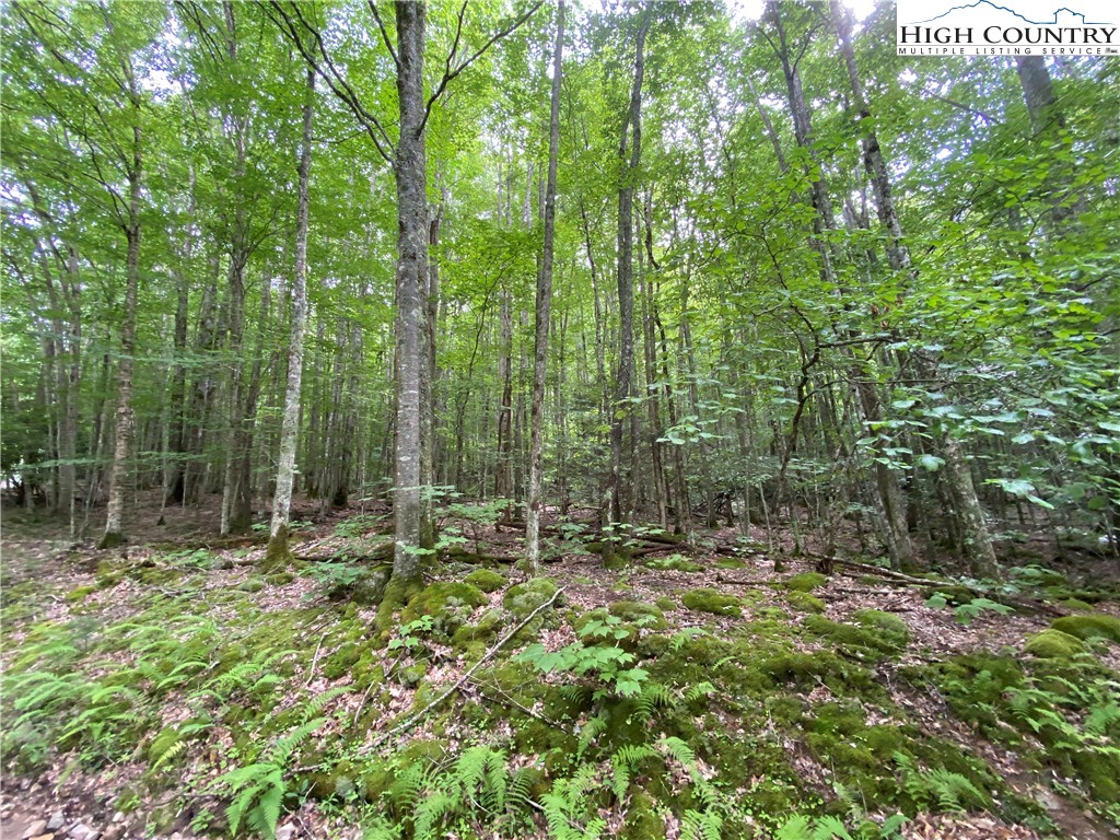 Lot 7 Buckeye Ridge Road Beech Mountain, NC 28604 - Photo 3 of 6 Gallery Image 3