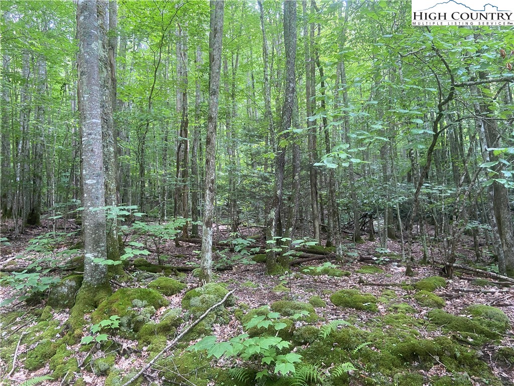 Lot 7 Buckeye Ridge Road Beech Mountain, NC 28604 - Photo 4 of 6 Gallery Image 4