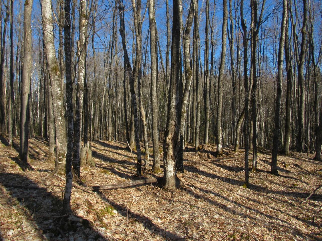Along Hewitt Road, Unit LOT 1 Mercer, WI 54547 - Photo 4 of 32 Gallery Image 4