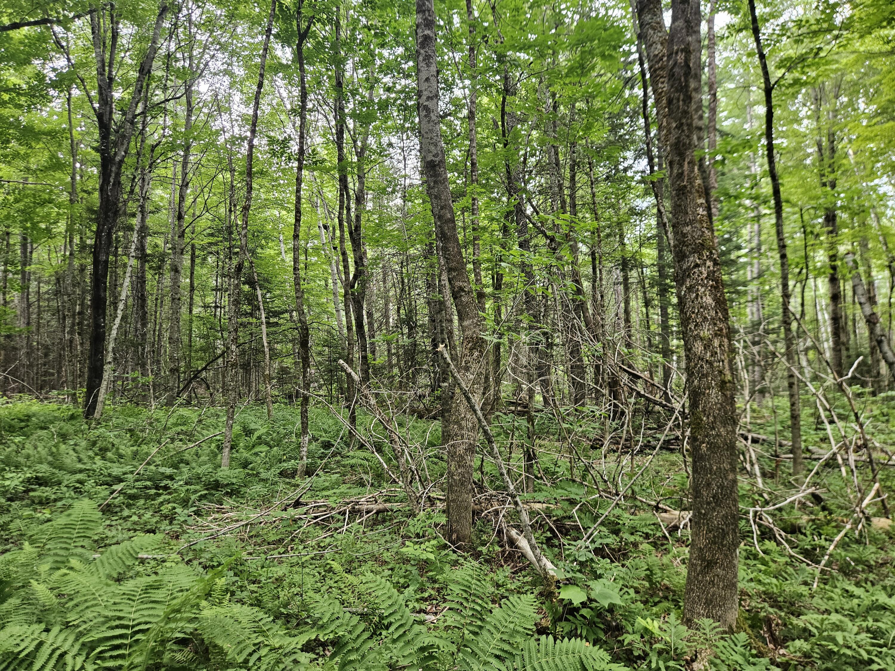 10 Moosehorn Road Abbot, ME 04406 - Photo 32 of 35 20260716_095410