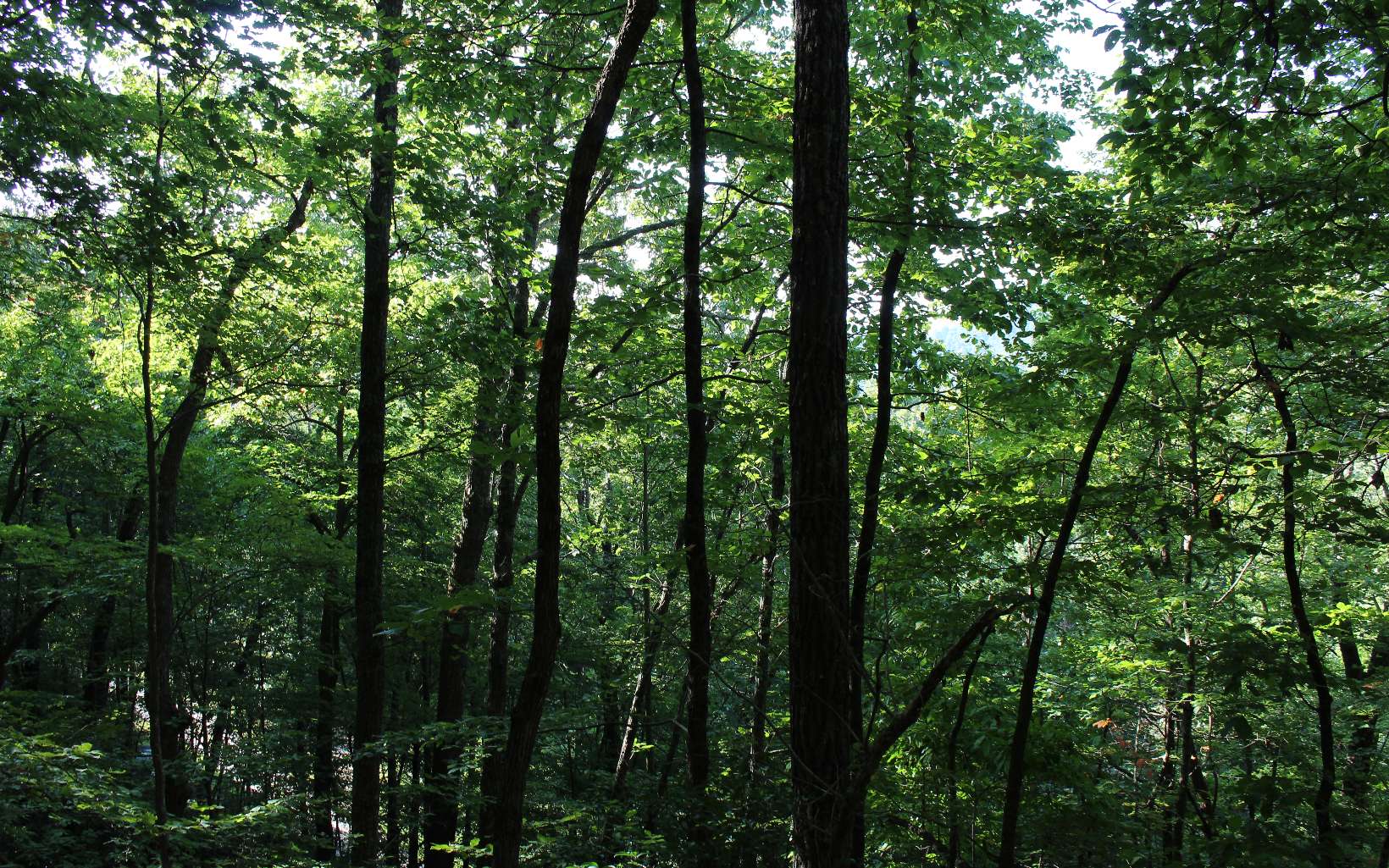 Tbd` Alt Old Fain Road Murphy, NC 28906 - Photo 14 of 16 Additional View