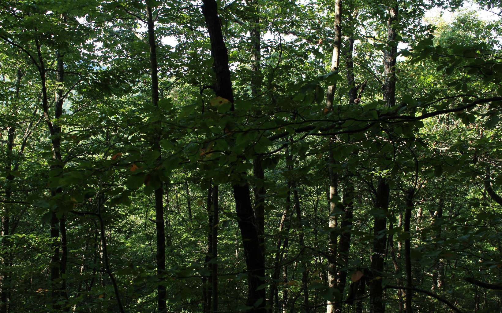Tbd` Alt Old Fain Road Murphy, NC 28906 - Photo 15 of 16 Additional View