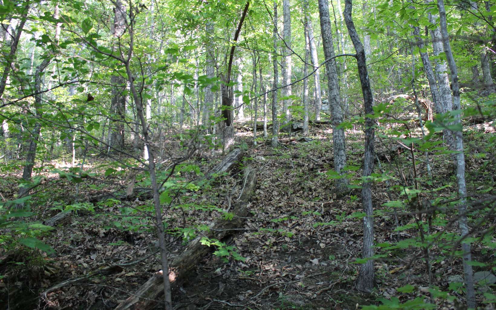 Additional View