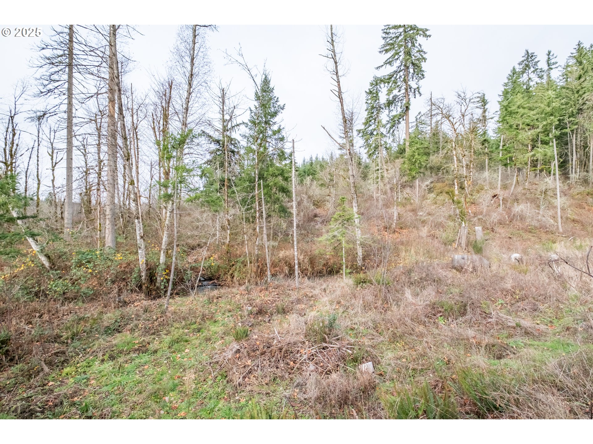 13087 South Butte Creek Road Scotts Mills, OR 97375 - Photo 22 of 32 a view of forest