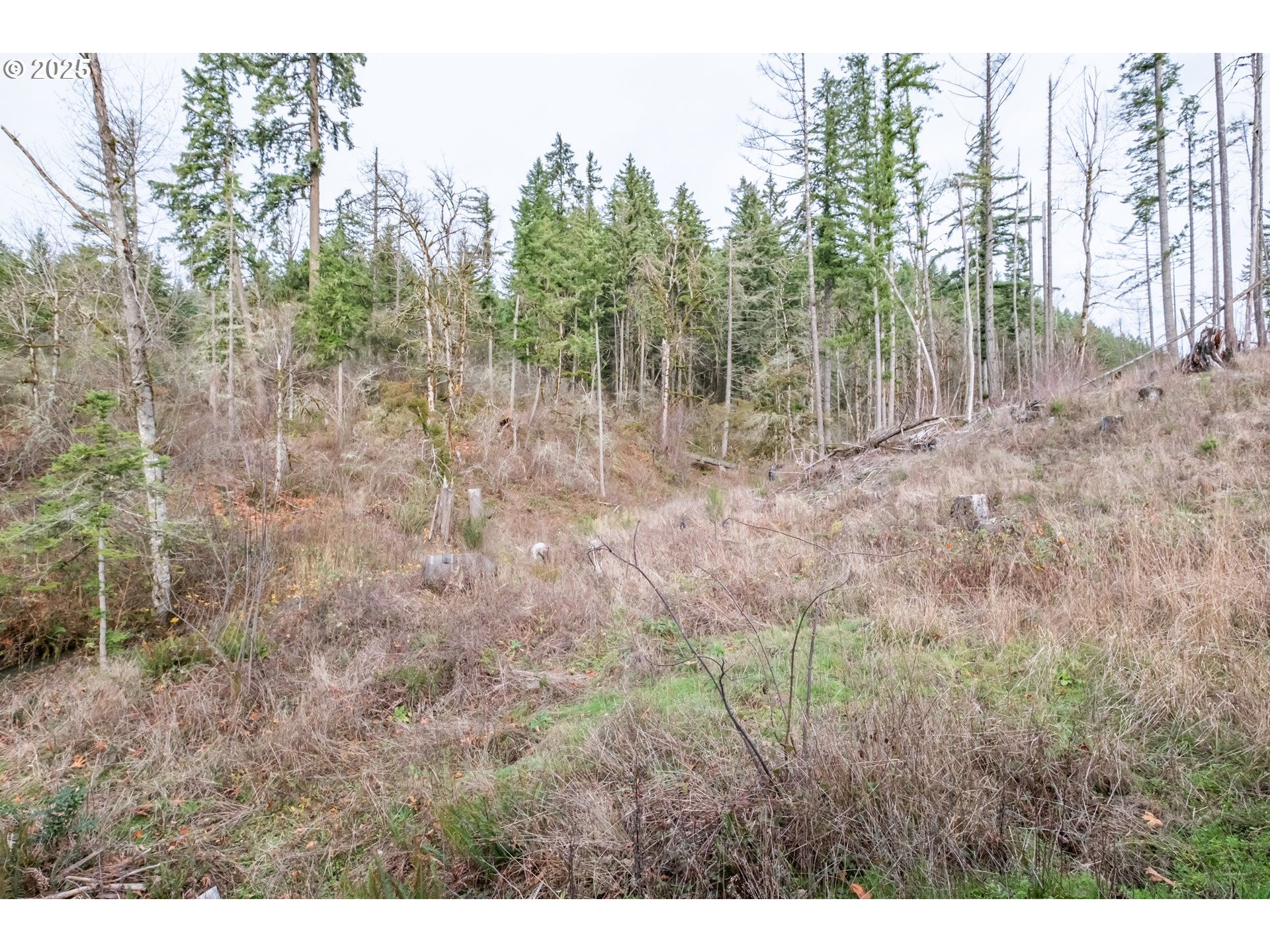 13087 South Butte Creek Road Scotts Mills, OR 97375 - Photo 23 of 32 a view of forest