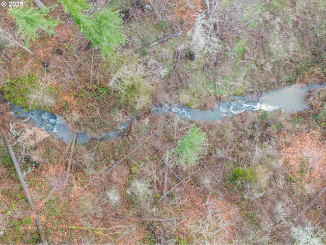 a view of a yard with plants and a bench