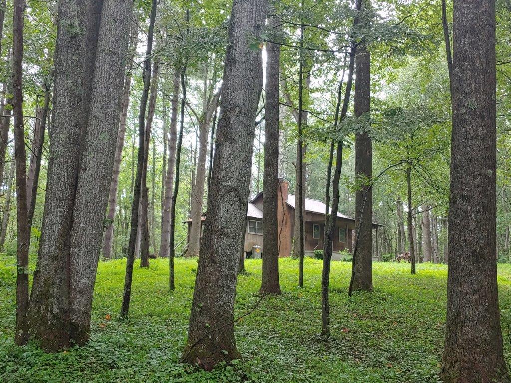 1123 Silverleaf Road Southeast Floyd, VA 24091 - Photo 12 of 13 a view of a trees in a yard