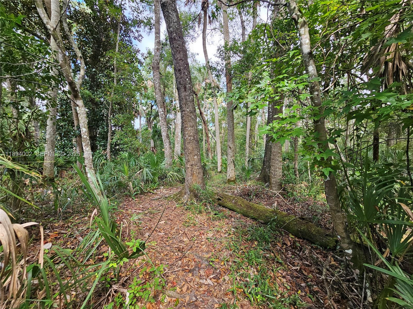 7505 Jomel Drive Spring Hill, FL 34607 - Photo 40 of 44 a view of a forest with trees