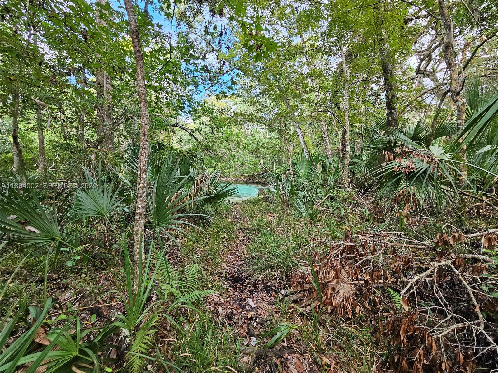 7505 Jomel Drive Spring Hill, FL 34607 - Photo 41 of 44 a plant view in yard