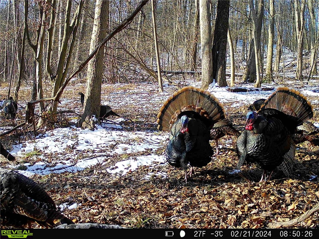 2093 Scott Road Erwin, NY 14858 - Photo 18 of 36 Gallery Image 18